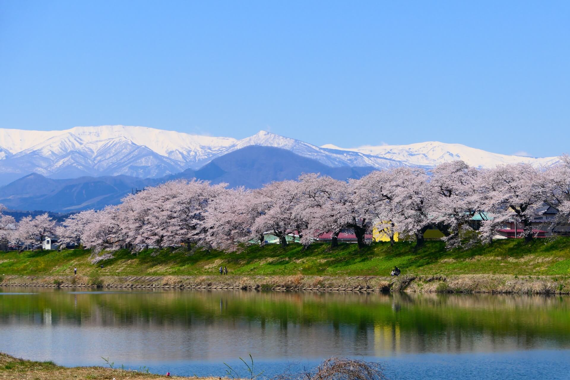 桜の写真